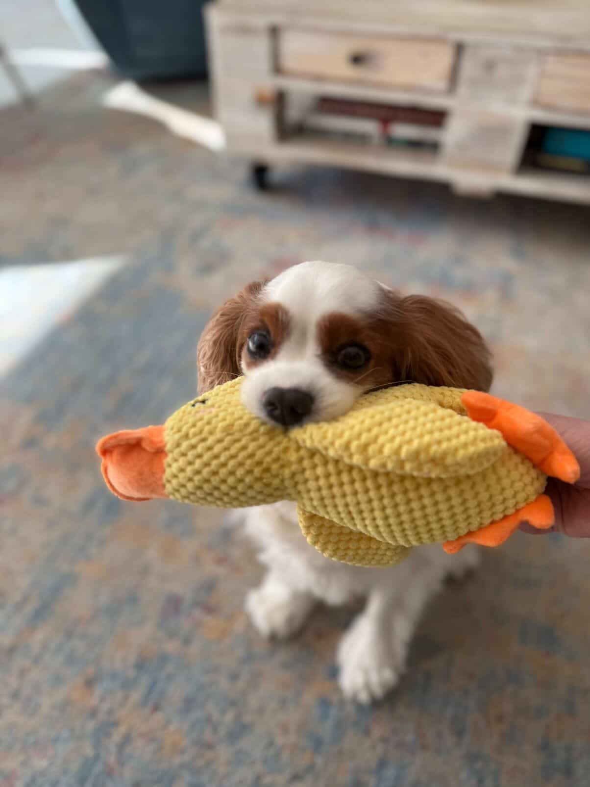 Kuschelspielzeug Entenfreund